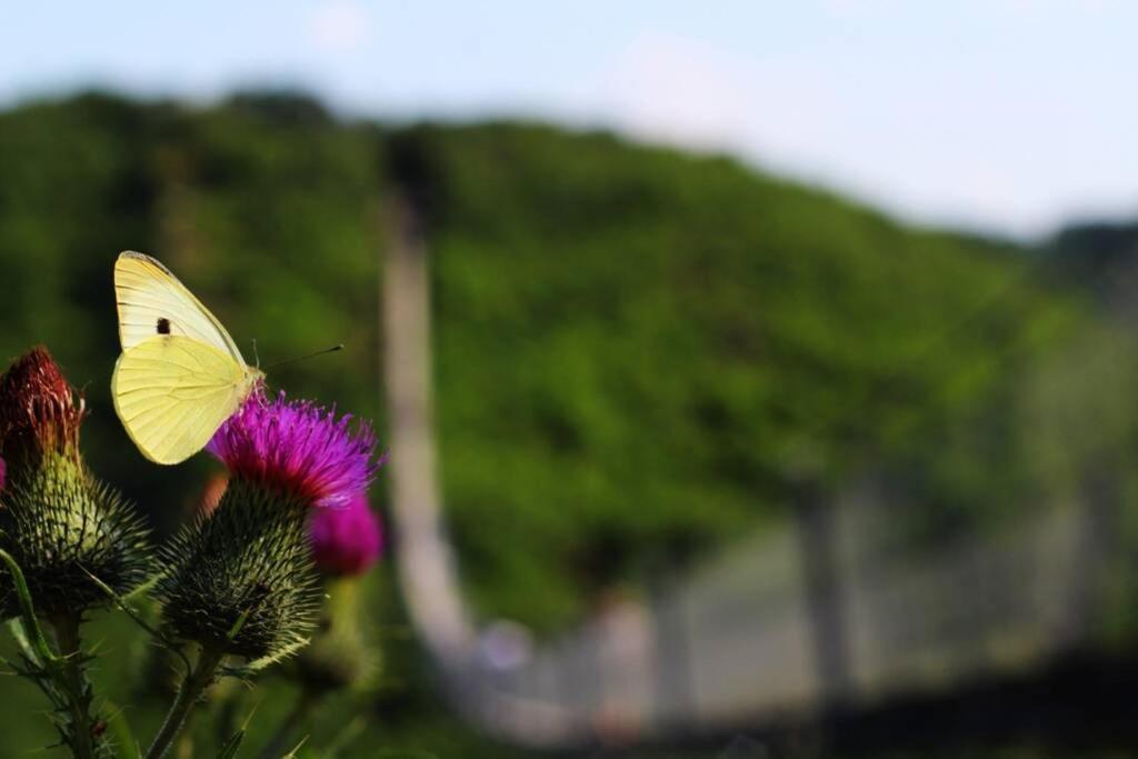 Fewo -Kleines Moselglueck- In Winningen Bei Koblenz Dış mekan fotoğraf